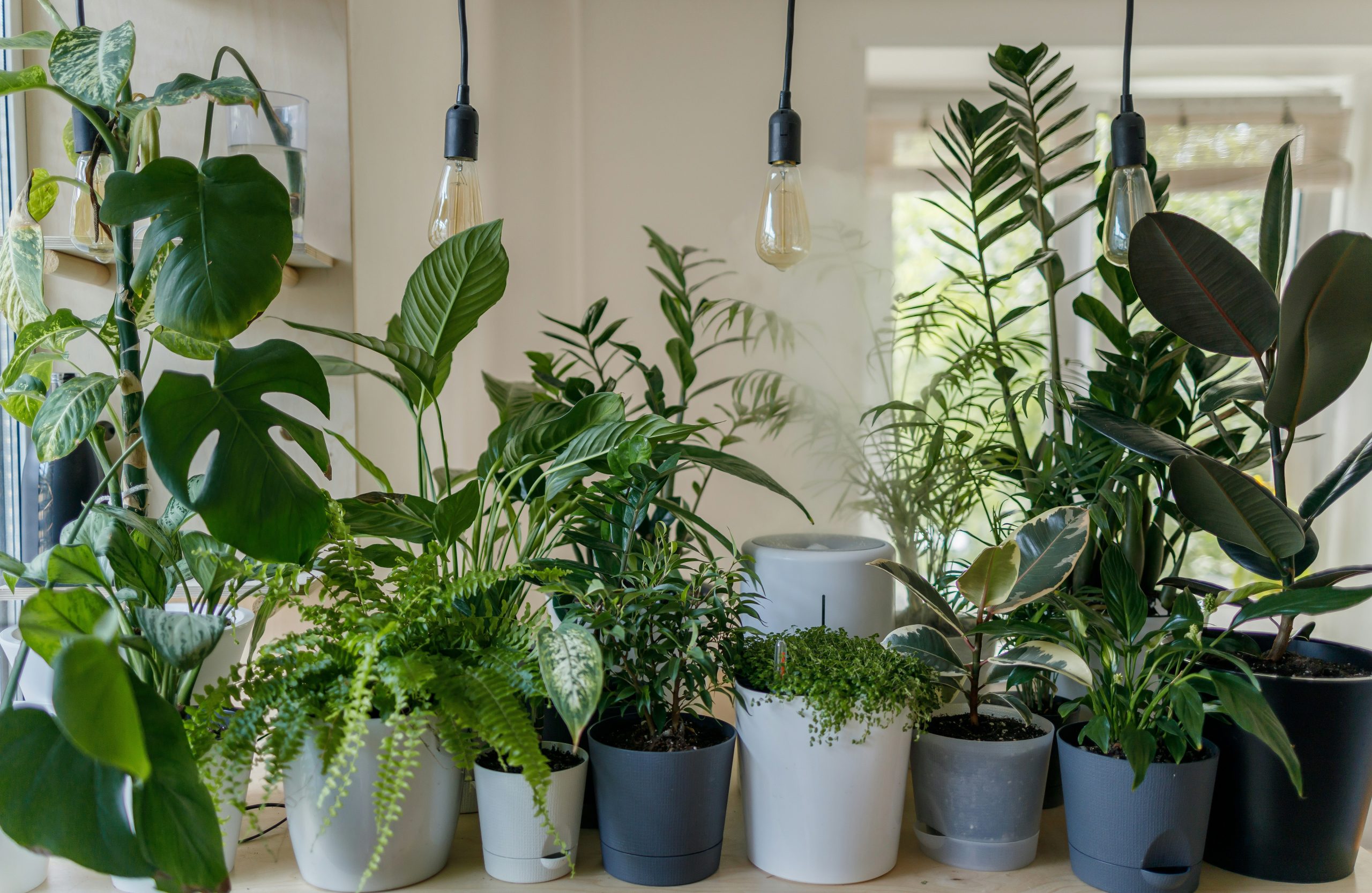 Light Management for Indoor Green Plants
